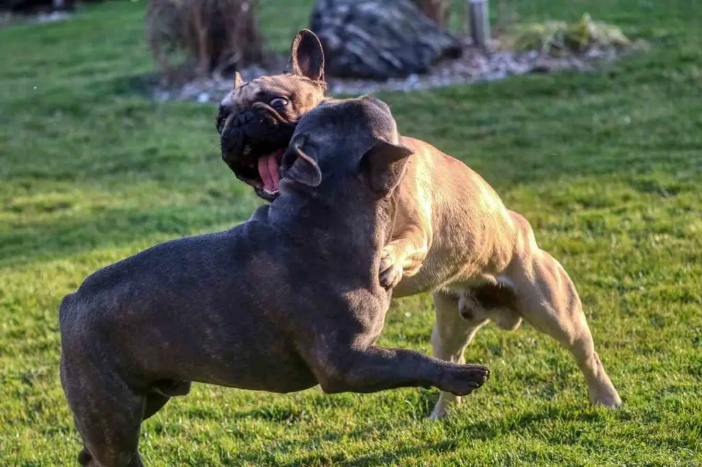Dogs like jaw-wrestle 