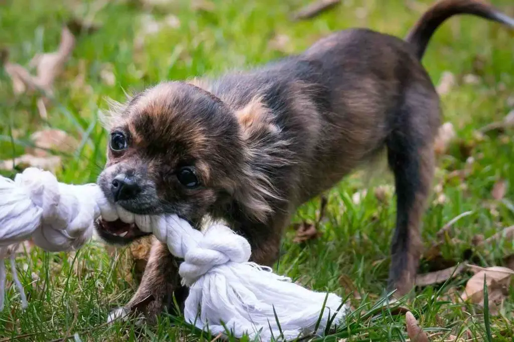 What to do When Your Puppy is Over-Excited?