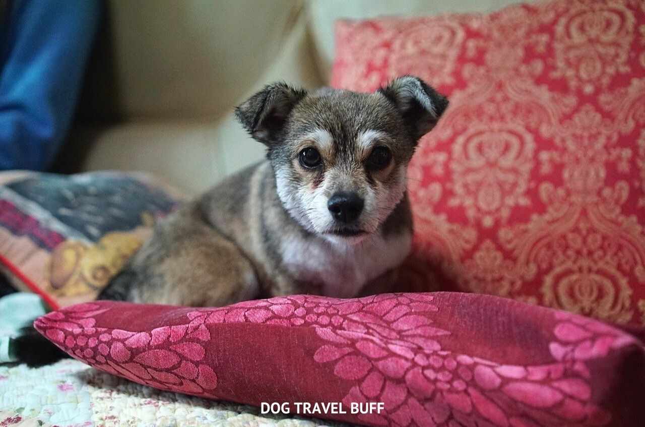 why-does-my-dog-stare-at-me-when-i-sleep-dog-travel-buff