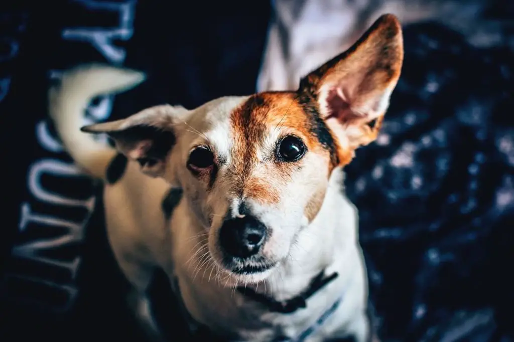 dog stares at night while I sleep