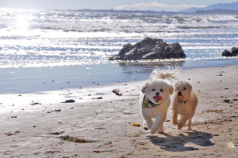 Dog beach in Santa Barbara