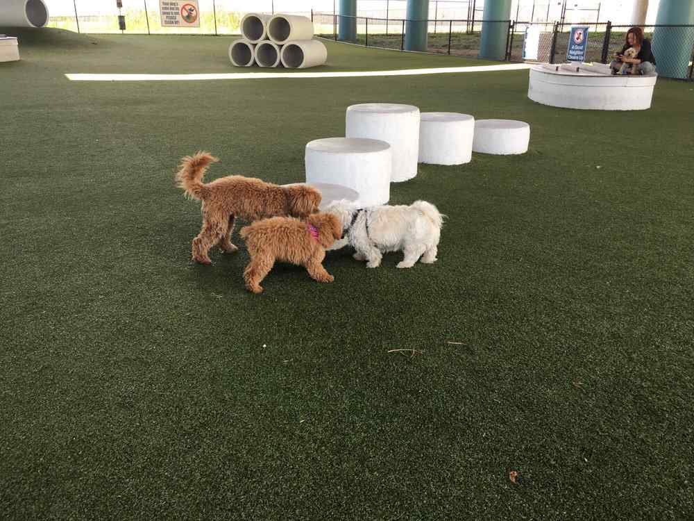 best dog parks in Tampa | Deputy Kotfila Memorial Dog Park