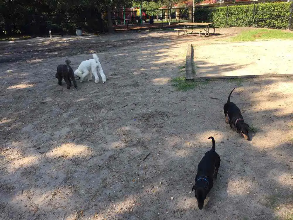 Palma Ceia Dog Park