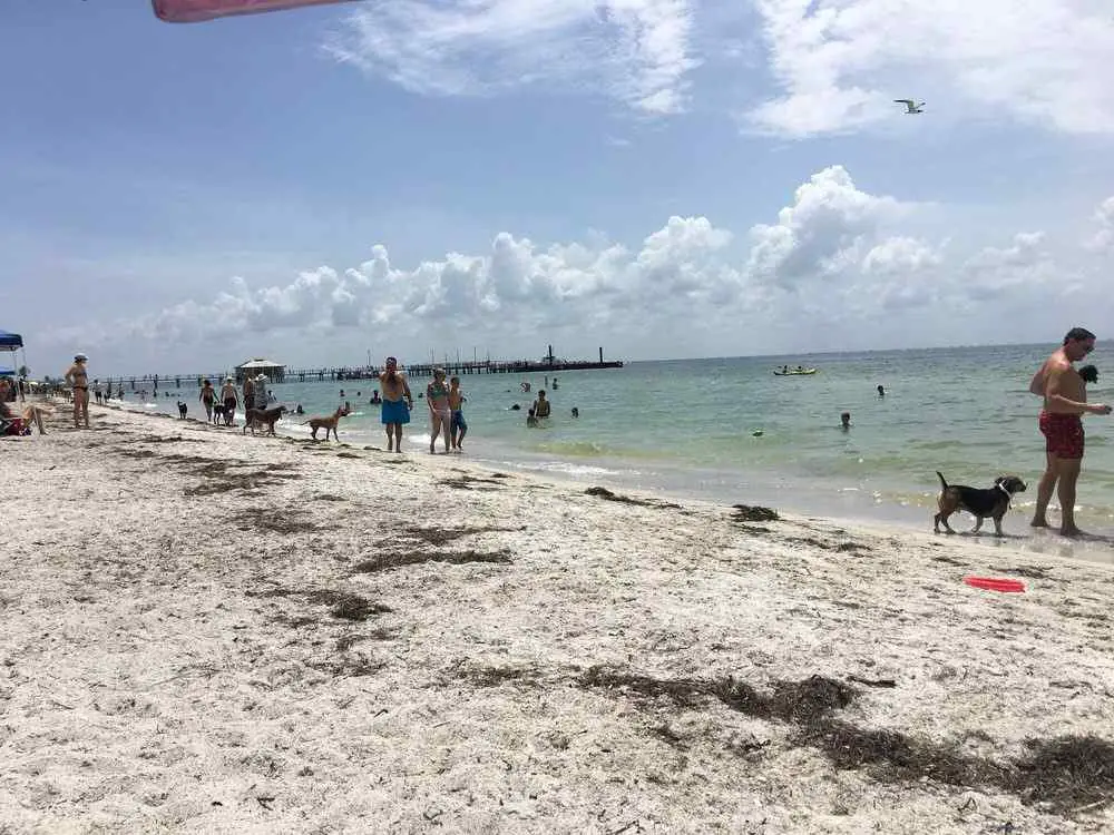 Fort De Soto Paw Playground