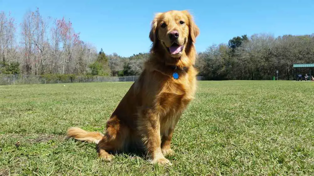 Logan Gate Dog Park