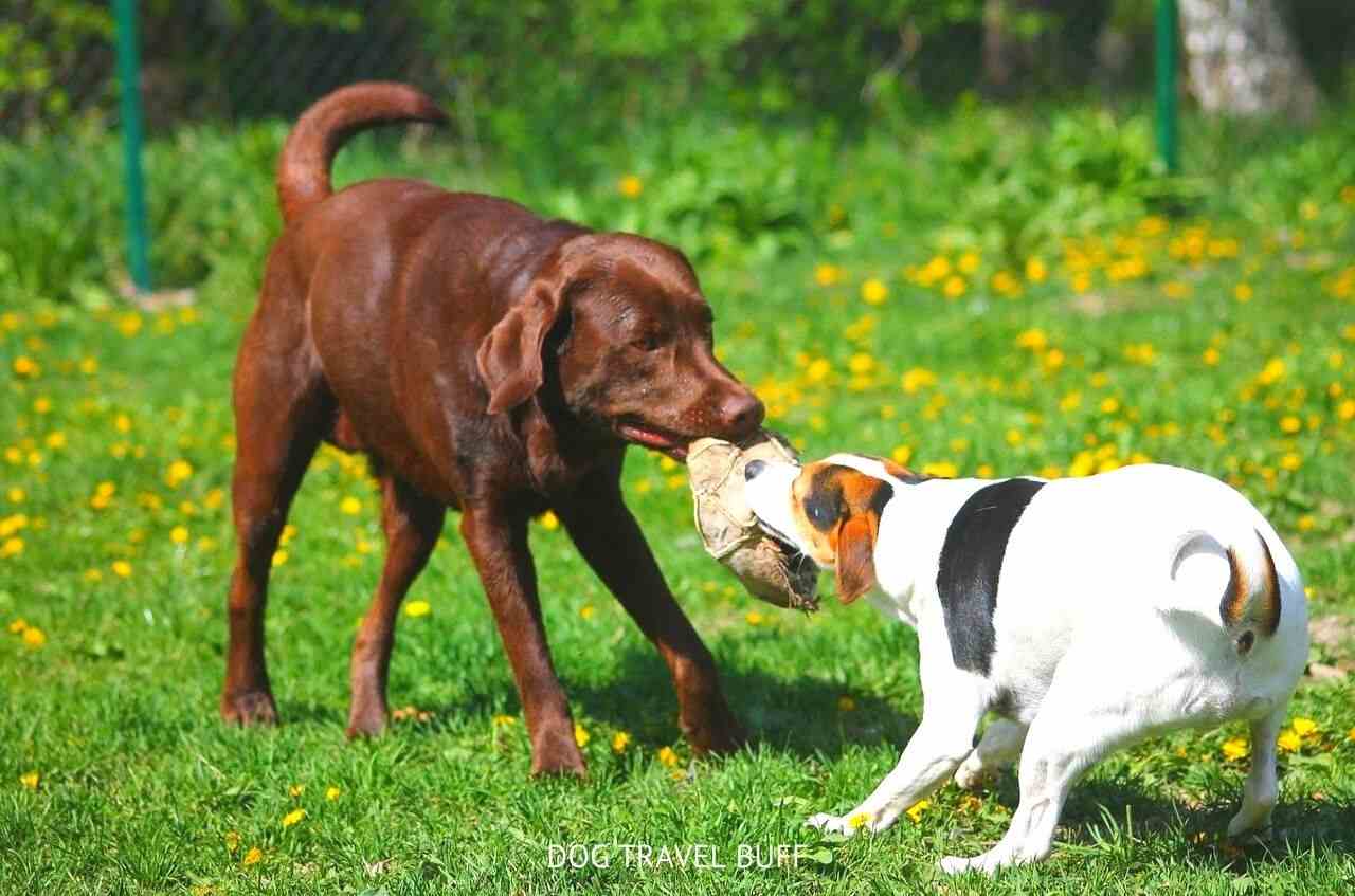 Best Dog Parks in Tampa