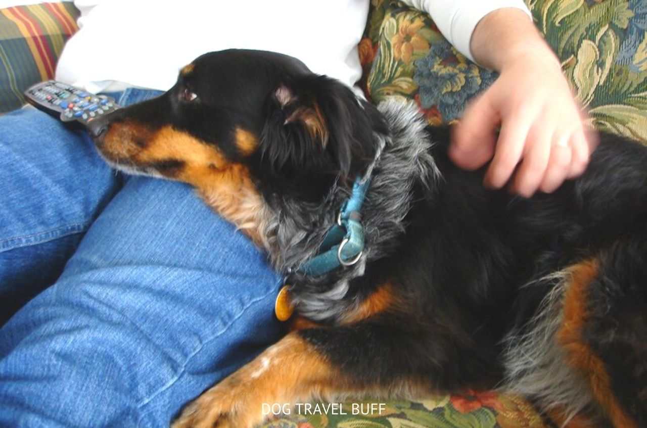 Why Does My Dog Bury His Head in Me? Is It Normal Behavior?