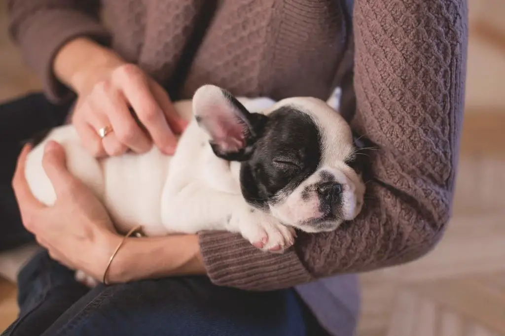 dog sleeps at your arm