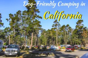 9 Best Dog-Friendly Camping in California - Dog Travel Buff