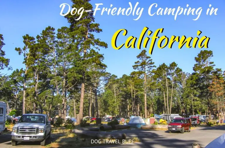 9 Best Dog-Friendly Camping in California