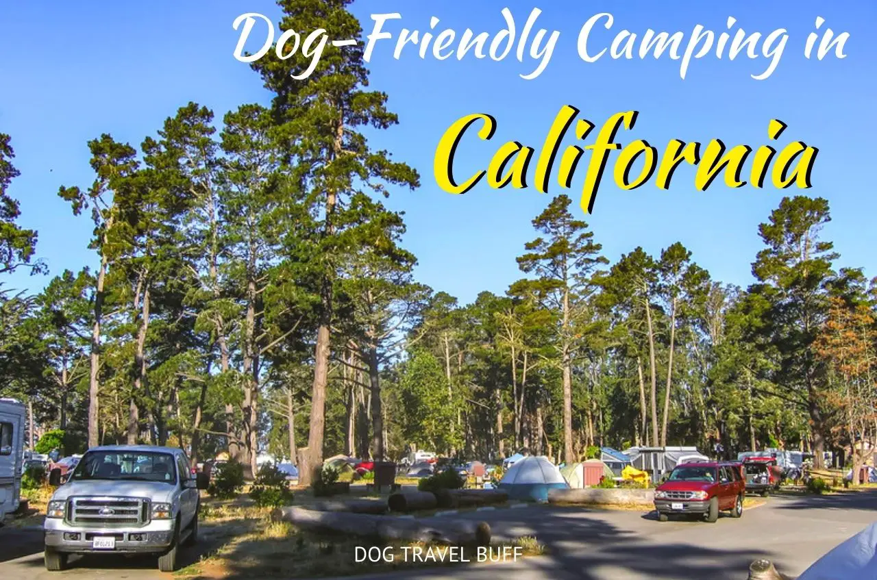 Best Dog-Friendly Camping in California