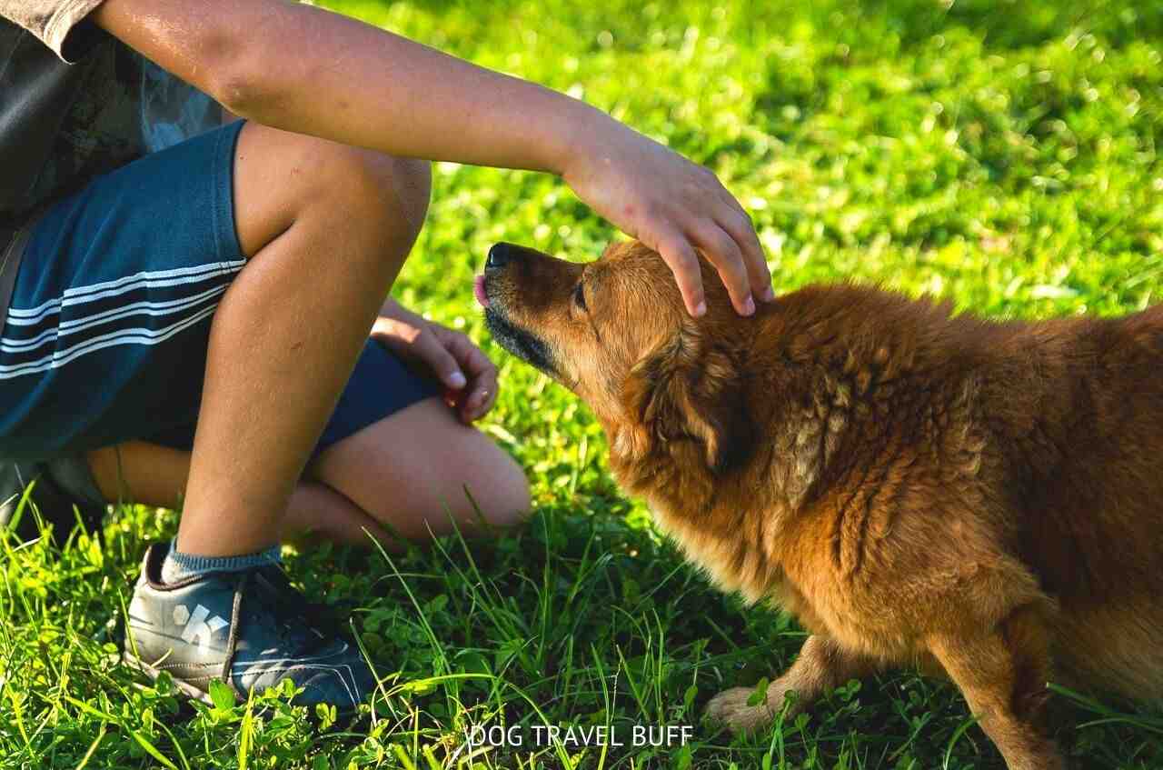 Why Does My Dog Headbutt Me? 7 Reasons with Solution Explained