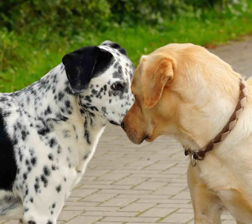 Why Does My Dog Headbutt other dogs