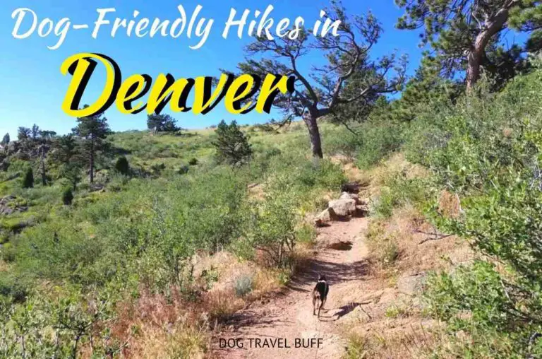 8 Stunning Dog-Friendly Hikes Near Denver