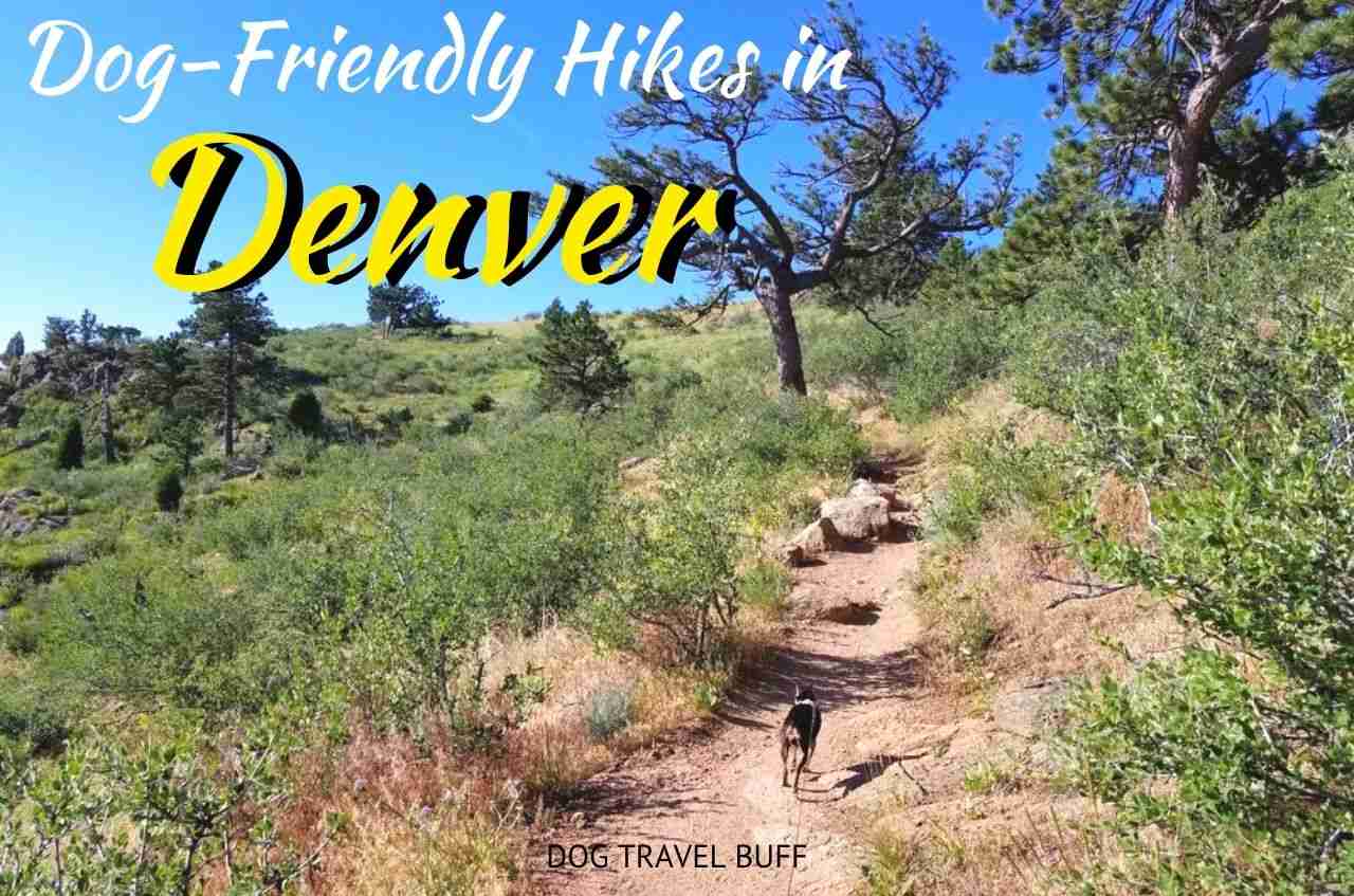 8 Stunning Dog-friendly Hikes Near Denver - Dog Travel Buff