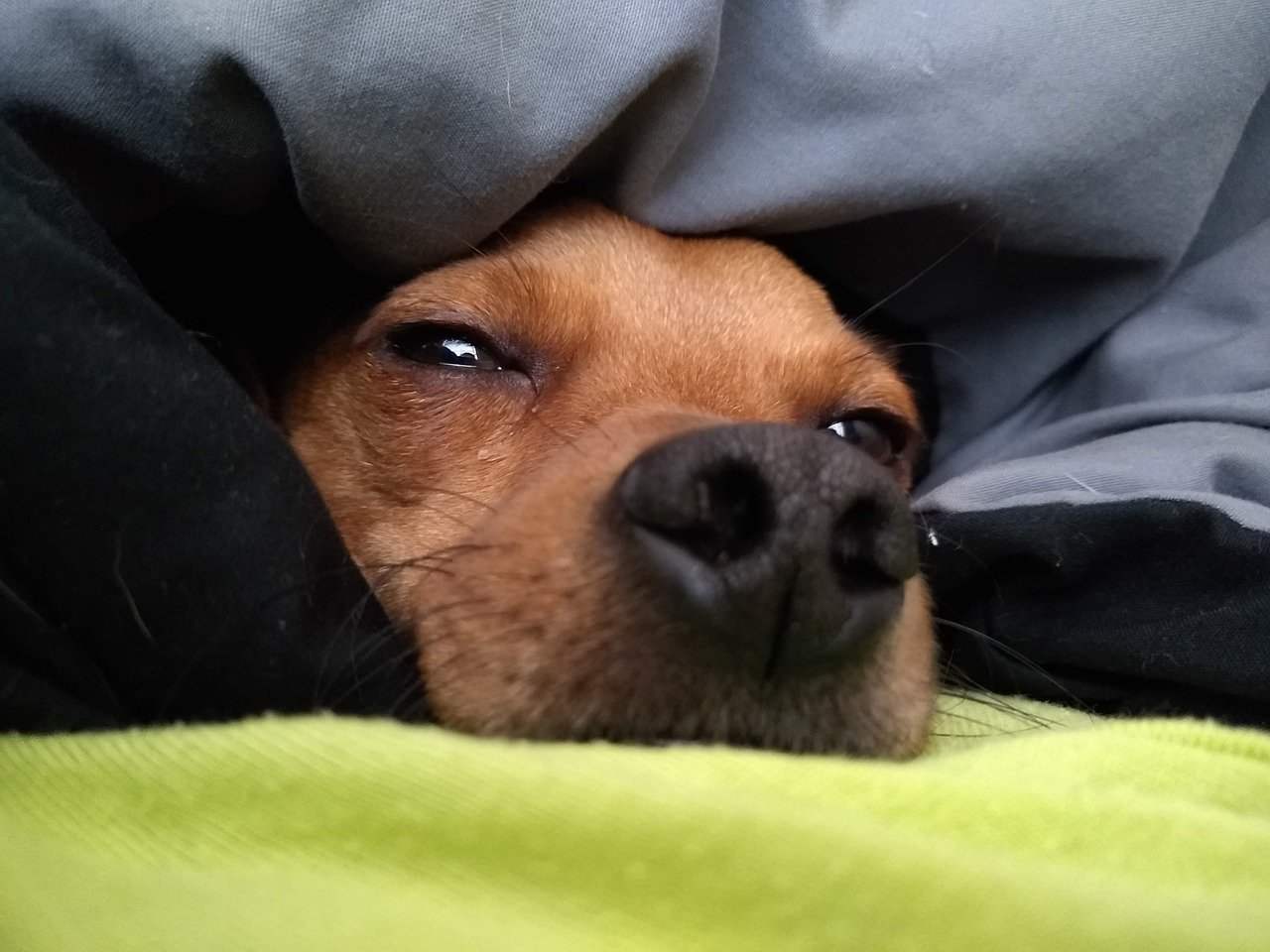 Why Does My Dog Sleep Between My Legs? A Well Documented Guide