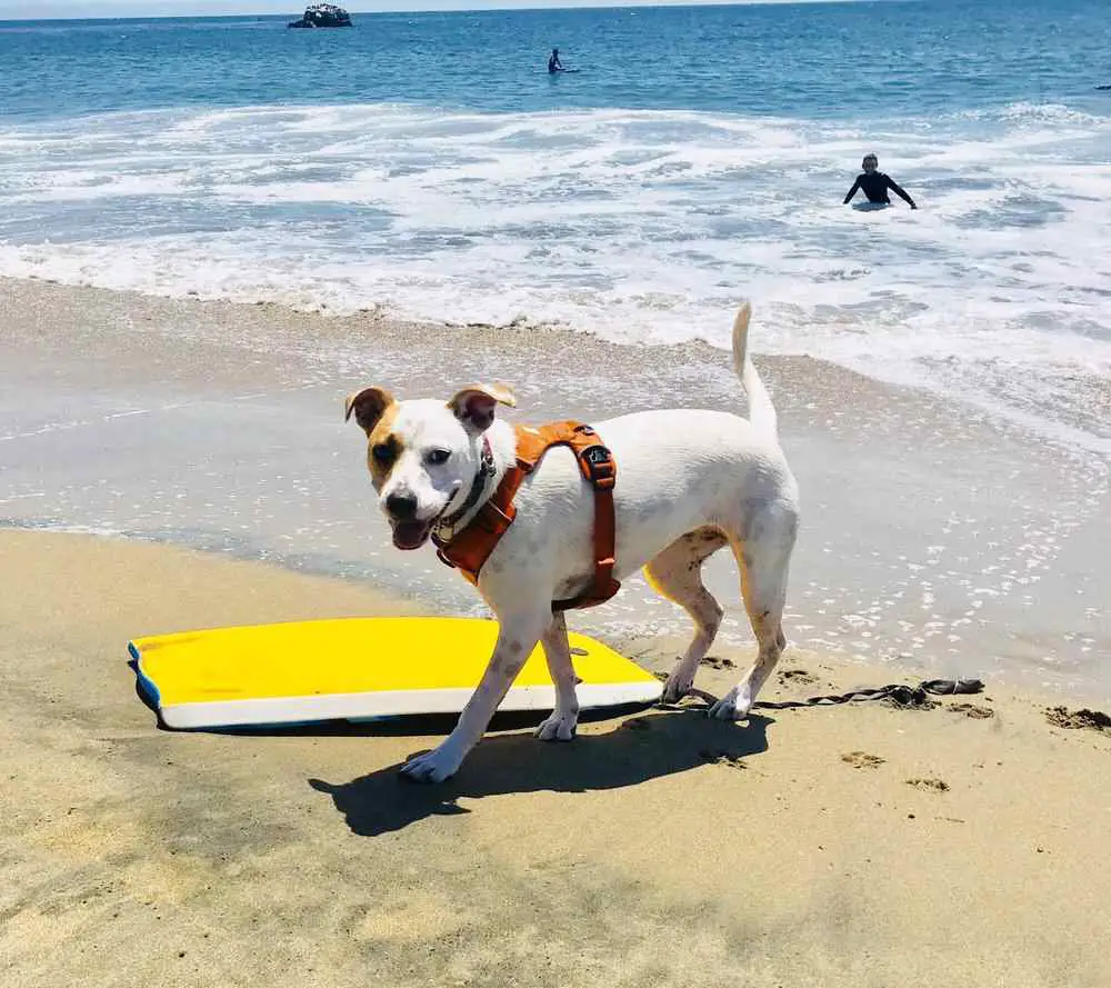 Dog-friendly beaches in northern California | Mitchell’s Cove Beach in Santa Cruz 