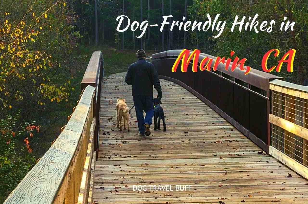 Dog-Friendly Hikes in Marin