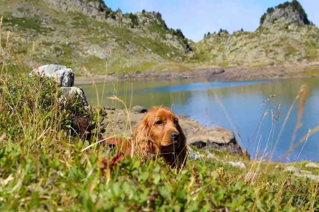 hike with off leash dog