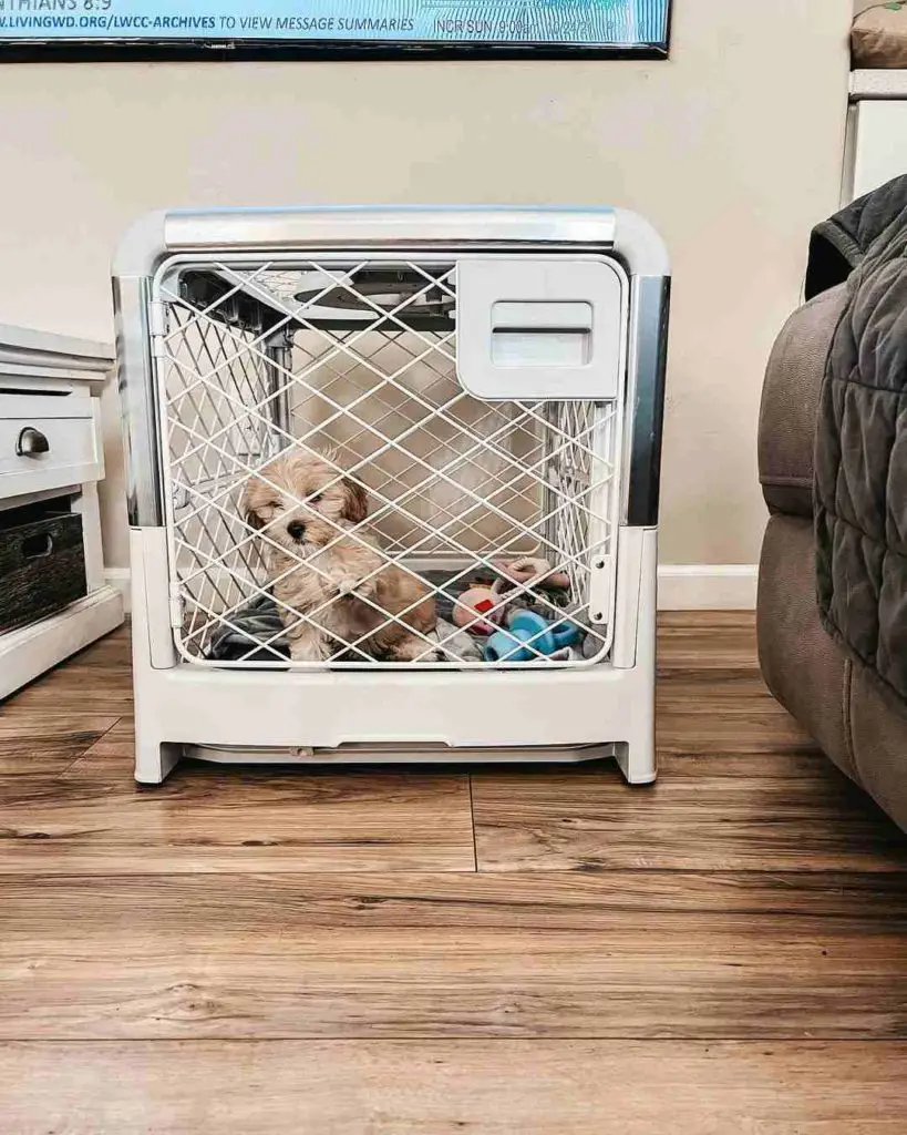 When is The Puppy Ready to Sleep Out of The Crate