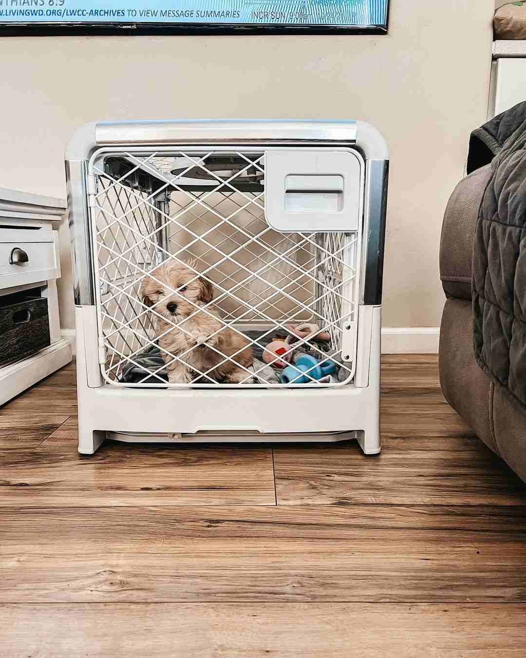 When is The Puppy Ready to Sleep Out of The Crate?(Video Tutorial Included)
