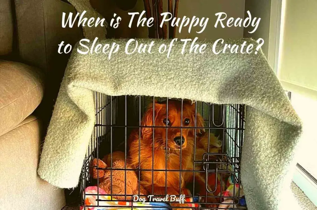 When is The Puppy Ready to Sleep Out of The Crate?(Video Tutorial Included)