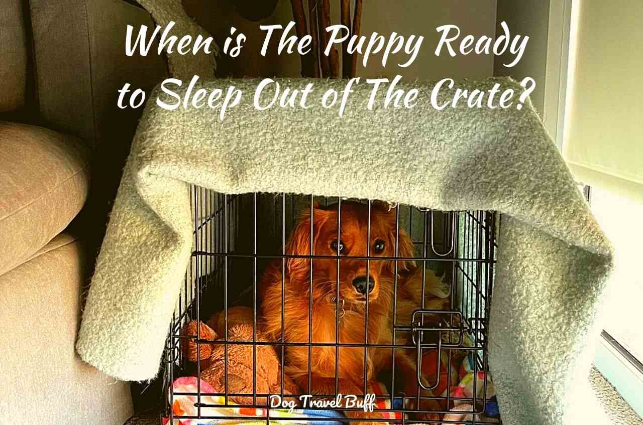 how long do you crate train a puppy at night