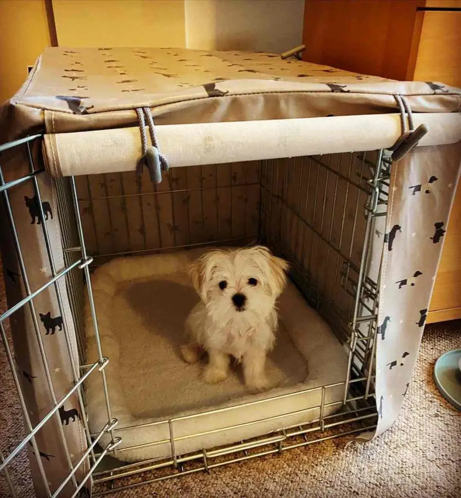 When is a Puppy Ready to Sleep Out Of Crate?  