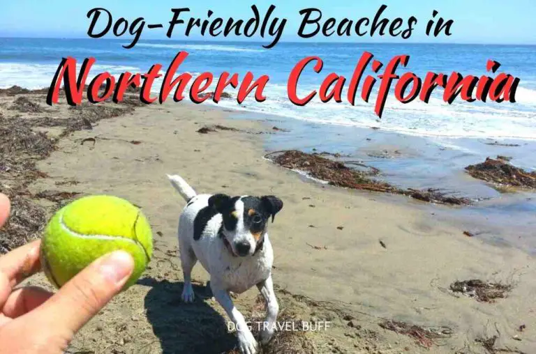 14 Best Dog-Friendly Beaches in Northern California