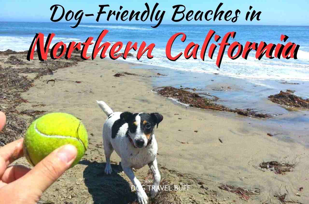Dog-Friendly Beach in Northern California