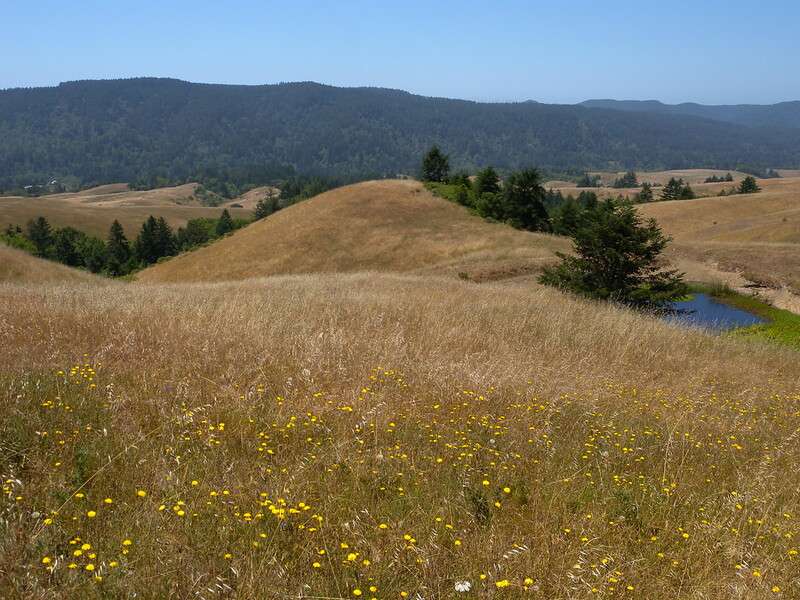 Bolinas Ridge Trail | Best Dog-Friendly Hikes in Marin County, California