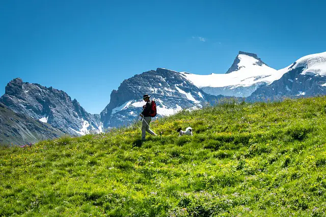 Train Your Dog to walk Off-Leash