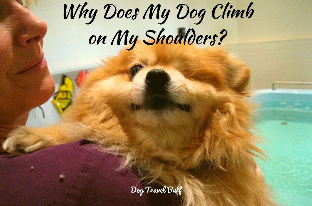 7 Reasons Why Does My Dog Climb on My Shoulders?