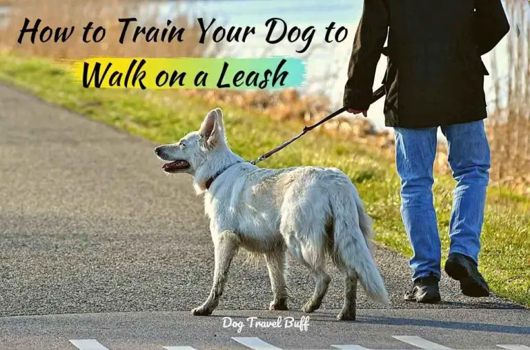 How to Train a Dog to Walk on a Leash
