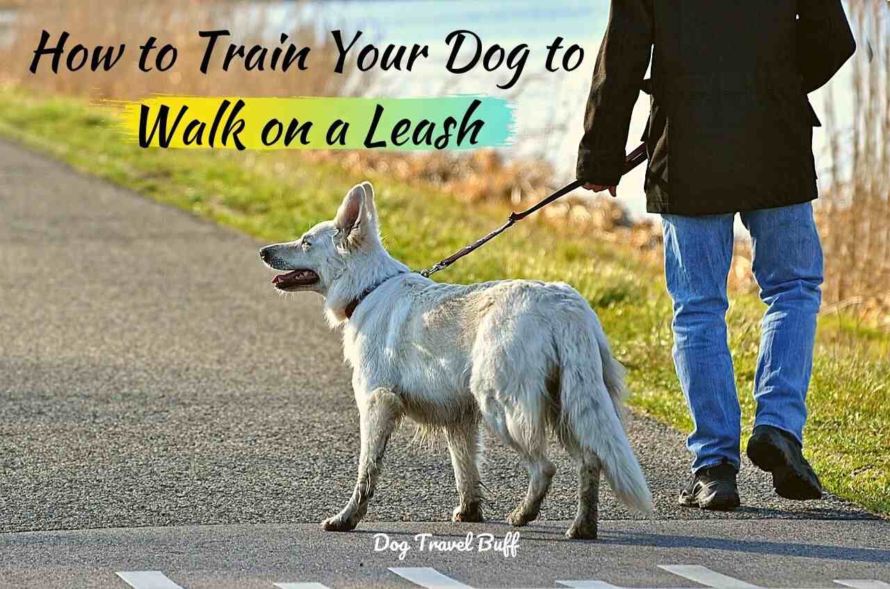 how do you leash train a puppy that wont walk