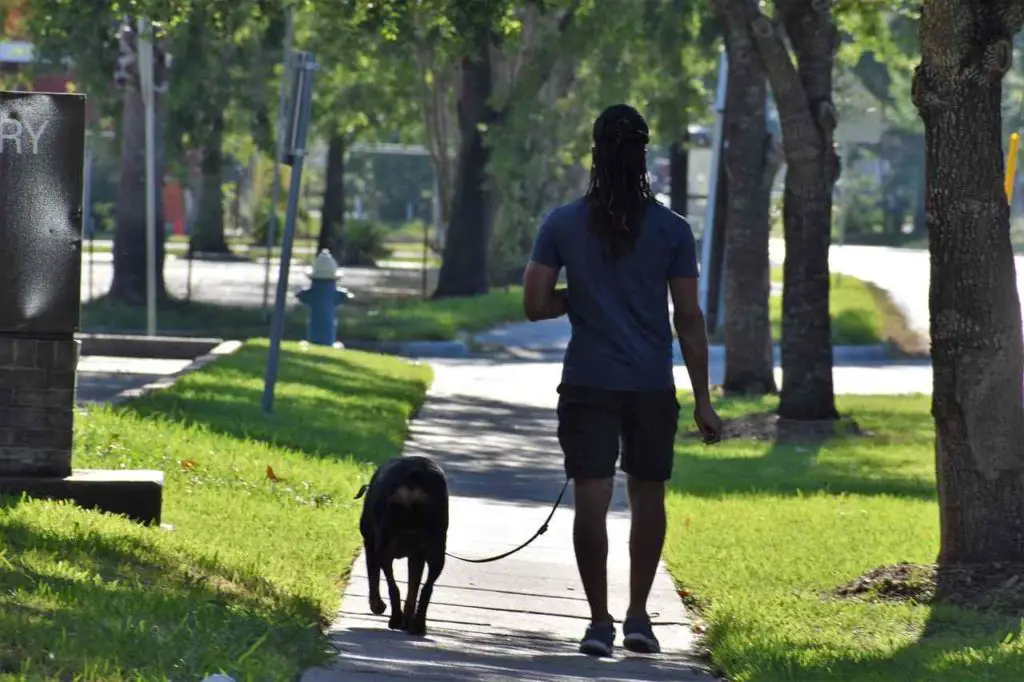 How to Train Your Dog to Walk on a Leash