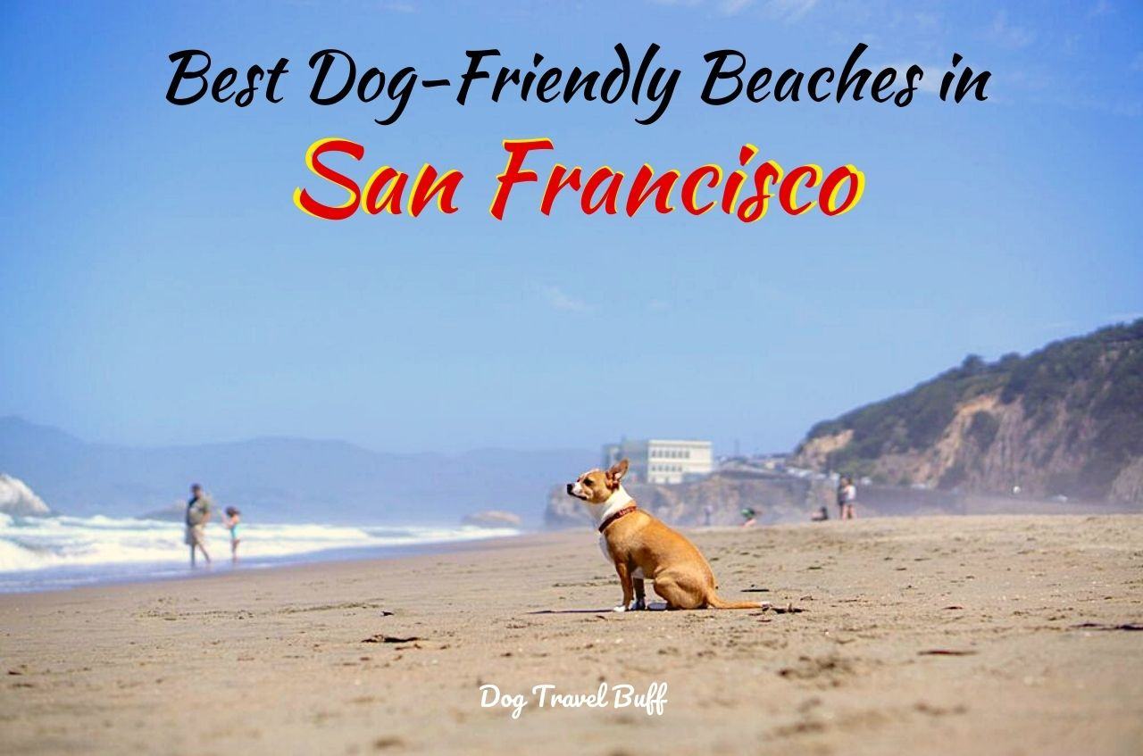 Dog-Friendly Beaches In San Francisco