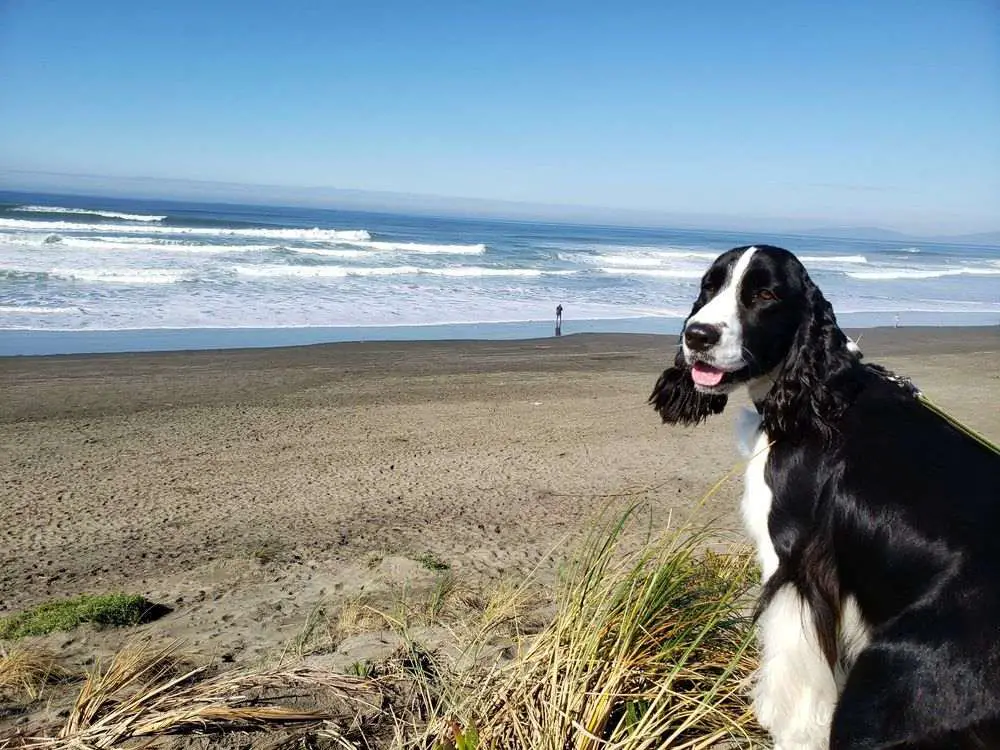 Pet-Friendly Beaches In San Francisco_Ocean Beach