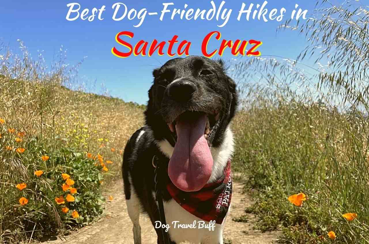 Dog-Friendly Hikes in Santa Cruz