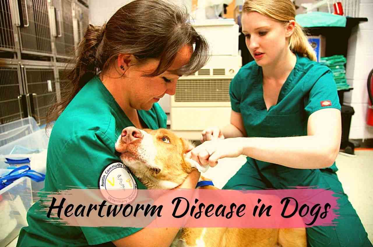 Heartworm Disease in Dogs in US