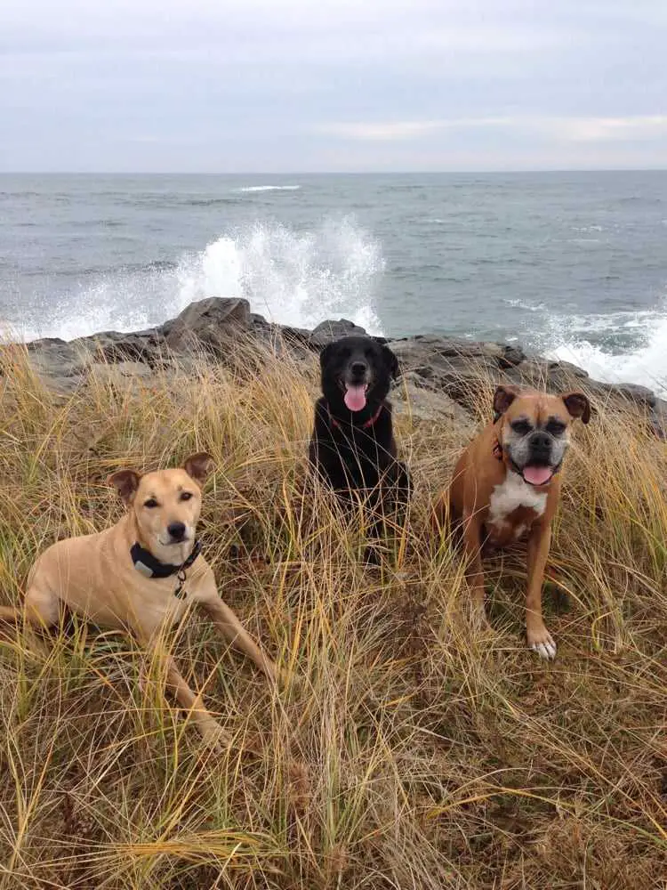 Best Dog-Friendly Beaches in Maine | Fort Foster Beach