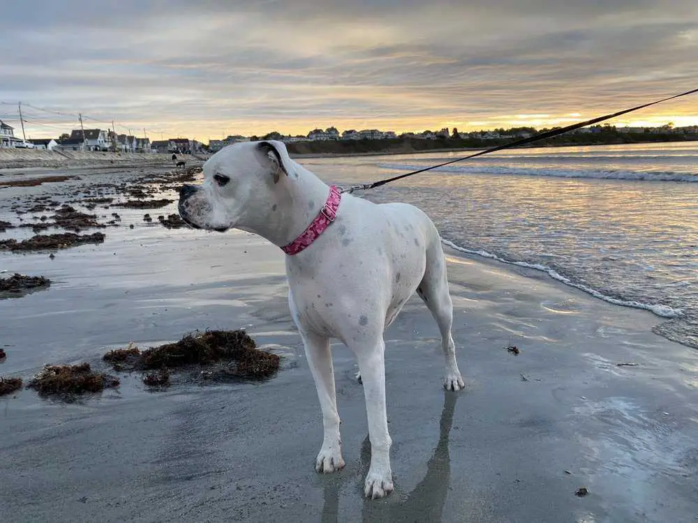 dog beach in Maine | Long sands Beach