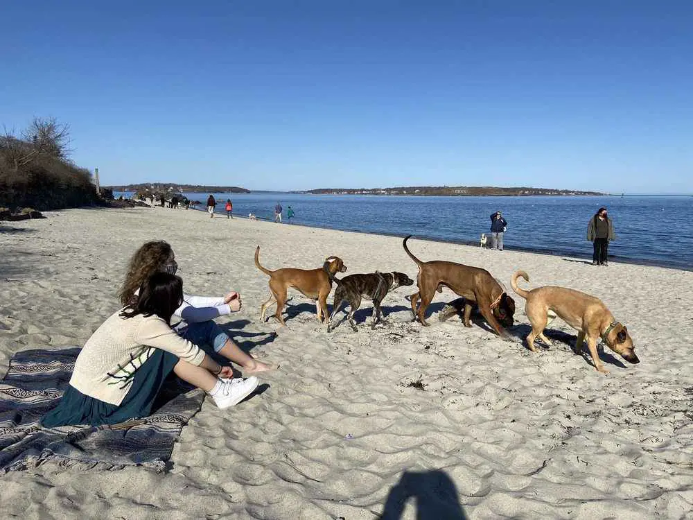 19 Best Dog-Friendly Beaches in Maine - DogTravelBuff