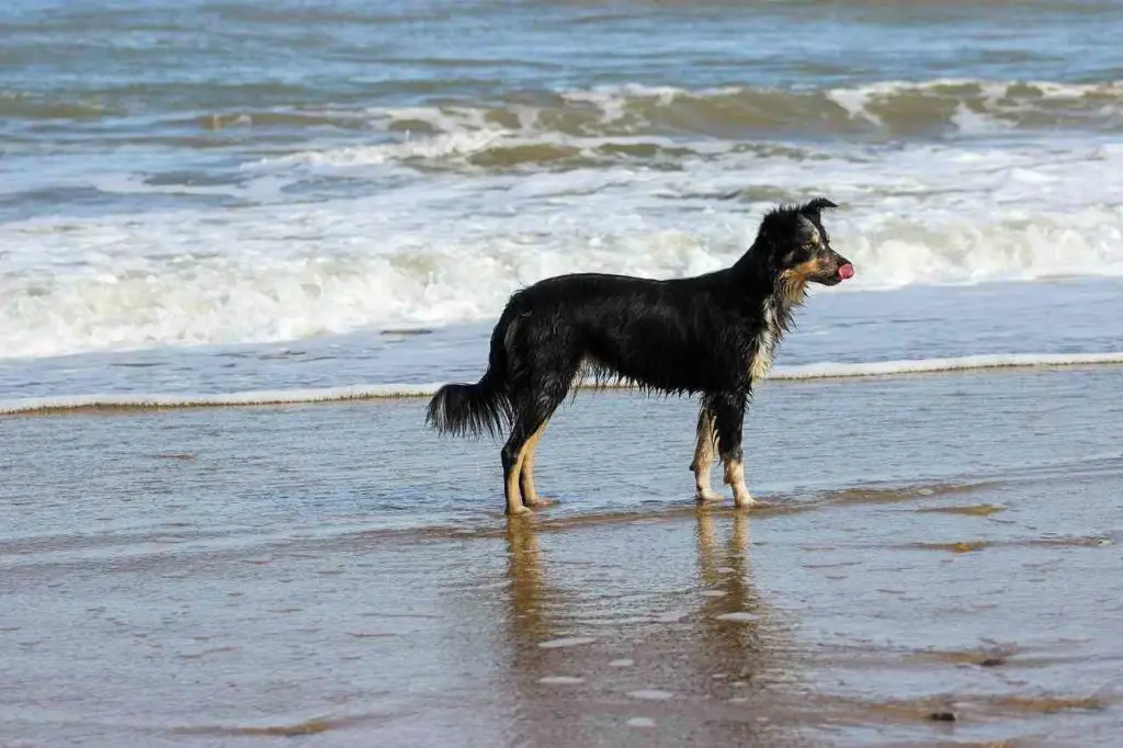 Old Orchard Beach