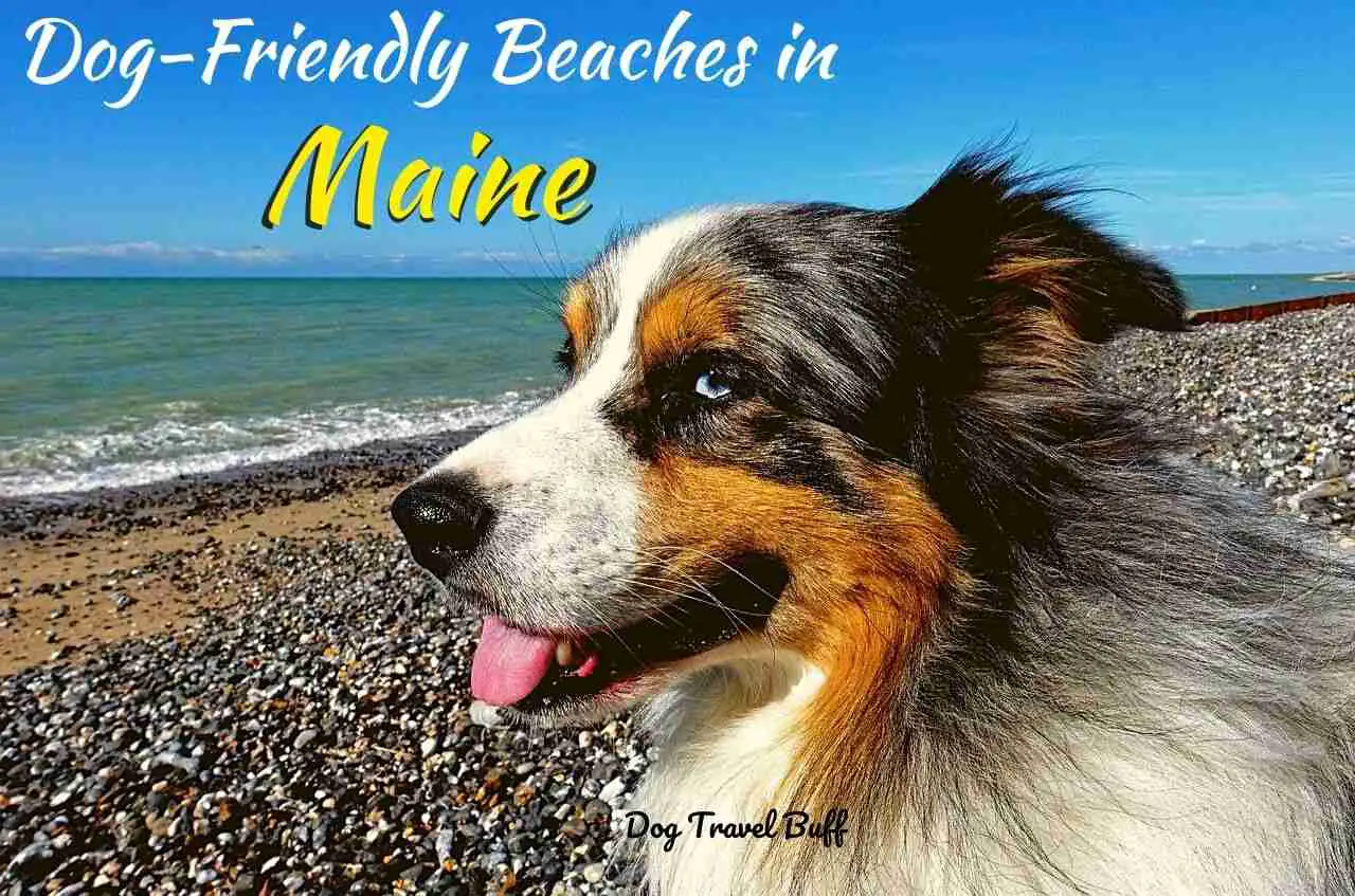 Dog-friendly beaches in Maine