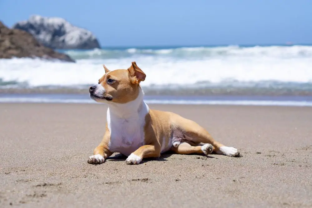 Dog-Friendly Beaches in San Francisco_Lands End Beach