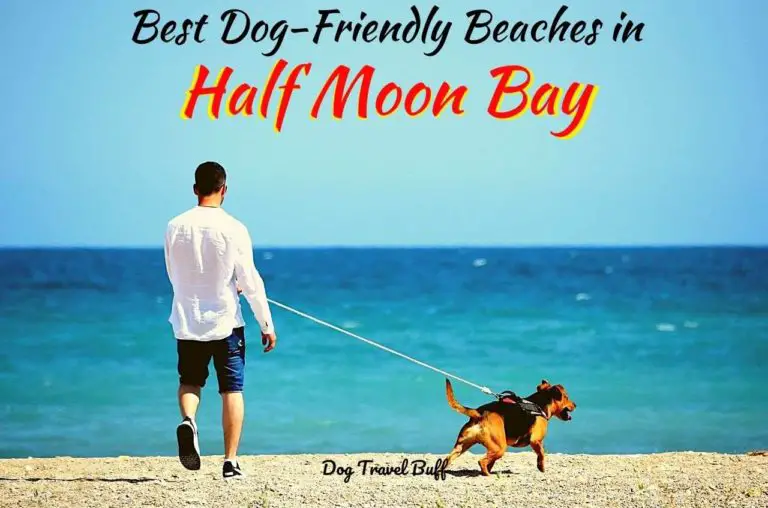 7 Best Dog-Friendly Beaches in Half Moon Bay