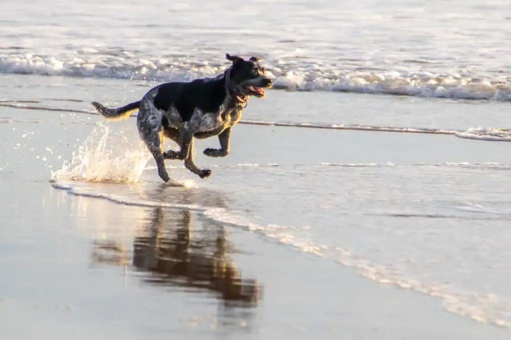 Pet-Friendly Stinson Beach