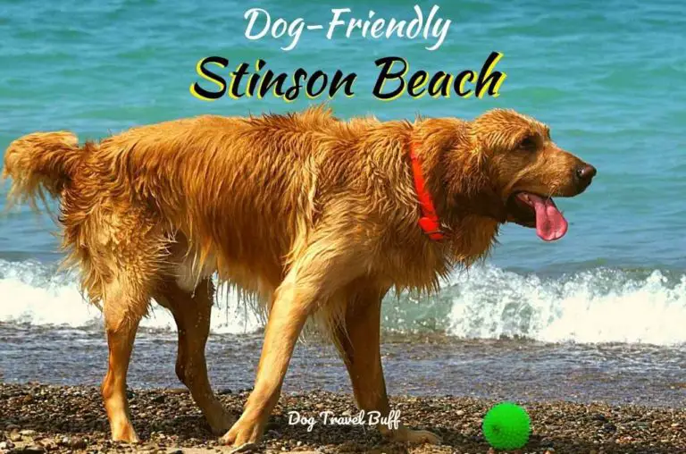 Dog-Friendly Stinson Beach Guide & Things to do with Your Pet
