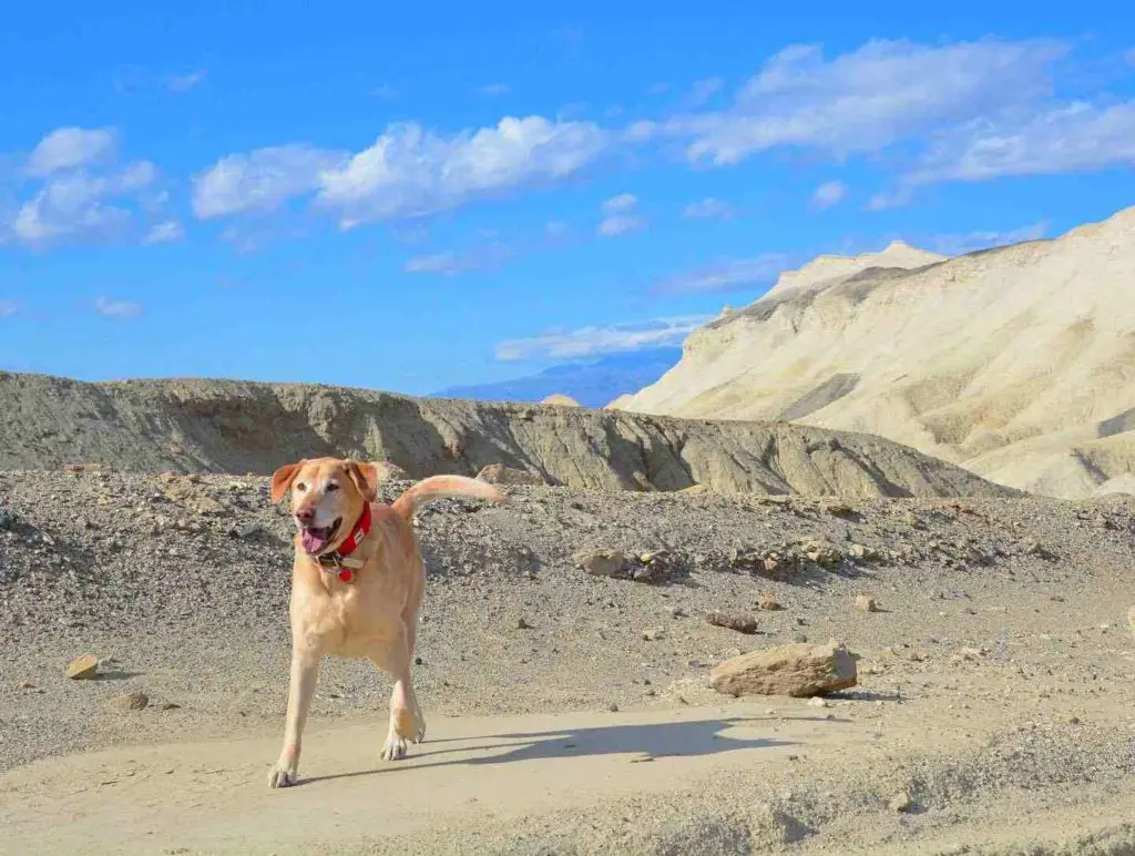 Dog Friendly Hikes in Death Valley